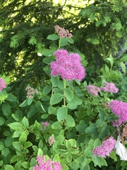 Spiraea splendens