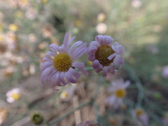 Erigeron filifolius