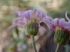 Erigeron filifolius