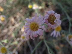 Erigeron filifolius