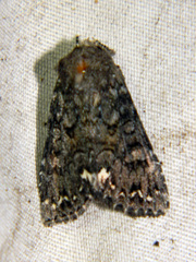 Melanchra pulverulenta