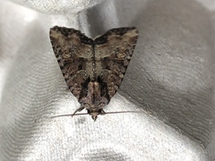 Mesapamea fractilinea