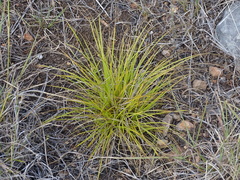 Carex planostachys