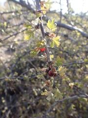 Ribes velutinum