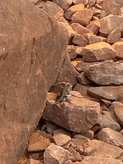 Sceloporus tristichus