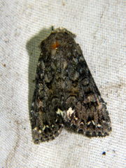 Melanchra pulverulenta