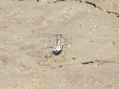 Eunota gabbii
