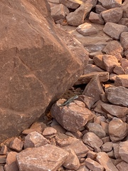 Sceloporus tristichus