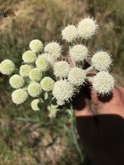 Angelica capitellata