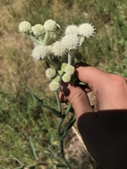 Angelica capitellata