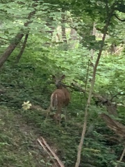 Odocoileus virginianus