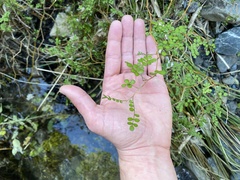 Sophora molloyi