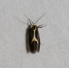 Polix coloradella