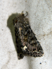Melanchra pulverulenta