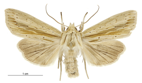 Common Dotted Wainscot photo 3