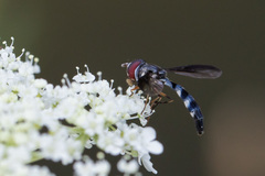Pelecinobaccha costata