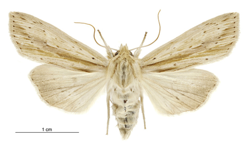 Common Dotted Wainscot photo 4
