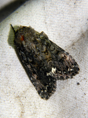 Melanchra pulverulenta