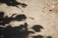 Trimerotropis thalassica