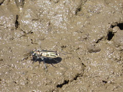 Eunota gabbii