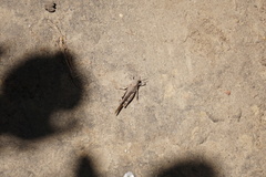 Trimerotropis thalassica