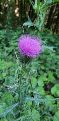 Cirsium pumilum