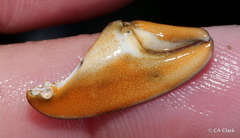 Petrolisthes cinctipes