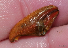 Petrolisthes cinctipes