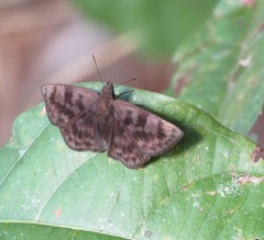 Pellicia dimidiata