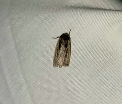 Ochropleura