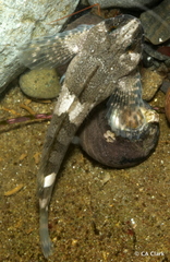 Clinocottus globiceps