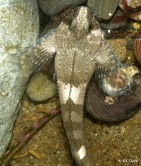 Clinocottus globiceps
