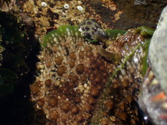 Dolabrifera brazieri