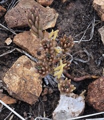 Sedum nuttallii