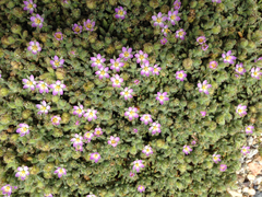 Spergularia macrotheca macrotheca