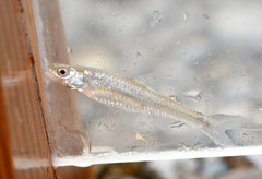 Notropis dorsalis