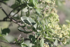 Buddleja parviflora