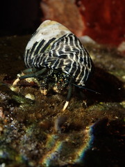Clibanarius virescens