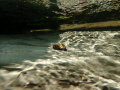 Juga plicifera