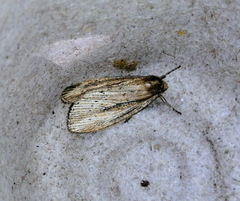 Macrochilo orciferalis