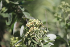 Buddleja parviflora