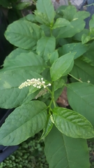 Phytolacca americana