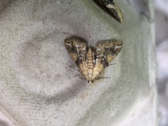 Elophila faulalis