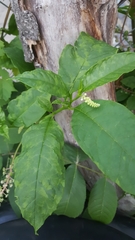 Phytolacca americana