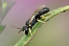 Hylaeus pictipes