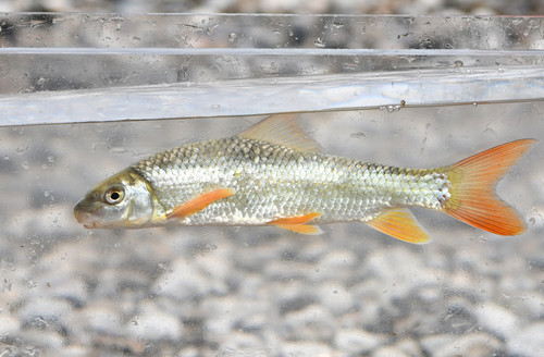 Shorthead Redhorse