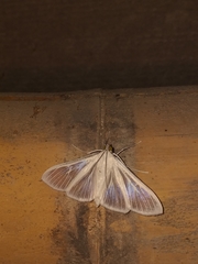 Palpita flegia