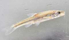 Notropis dorsalis