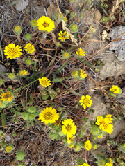Deinandra corymbosa