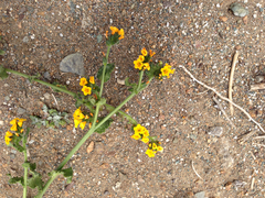 Amsinckia spectabilis